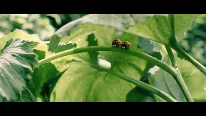 Extrait vidéo du film  Minuscule - La Vallée des fourmis perdues