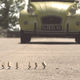 photo du film Minuscule - La Vallée des fourmis perdues