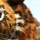 photo du film Khumba