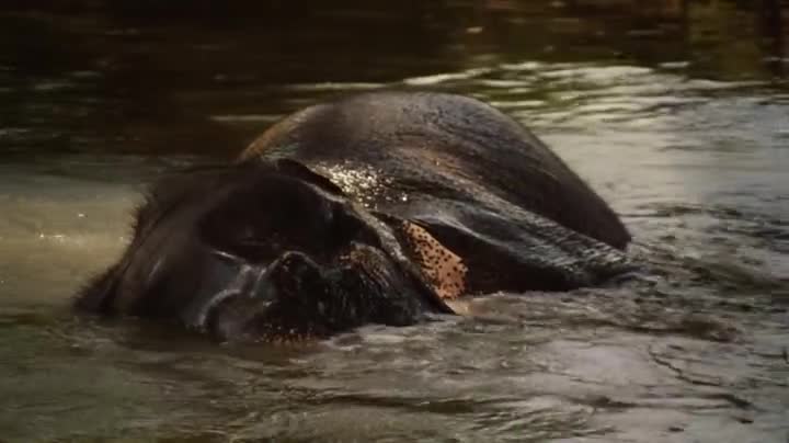 Extrait vidéo du film  Pan pleure pas