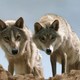photo du film Le Dernier loup