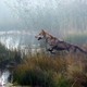 photo du film Le Dernier loup
