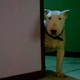 photo du film Baxter