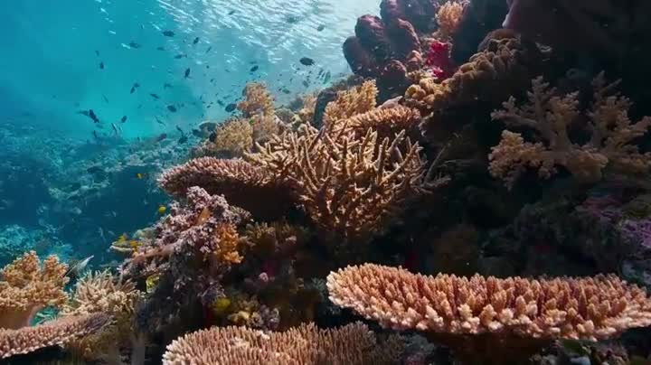 Extrait vidéo du film  Blue