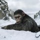 photo du film La Planète des singes - Suprématie