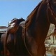 photo du film Fortune carrée