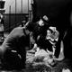 photo du film Le Chien jaune