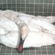 photo du film Zoo (un Z Et Deux Zéros)