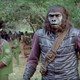 photo du film La Bataille de la planète des singes