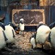 photo du film Shaun le mouton - le film