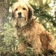 photo du film Benji la malice