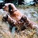 photo du film Benji la malice