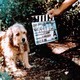 photo du film Benji la malice