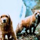 photo du film Benji la malice