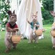 photo du film Pierre Lapin 2