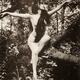 Voir les photos de Annette Kellerman sur bdfci.info