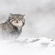 photo du film La Panthère des neiges