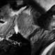 photo du film Fortuna