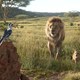 photo du film Le Roi Lion