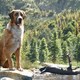 photo du film L'Appel de la forêt
