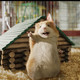 photo du film Mission G