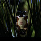 photo du film Mission G