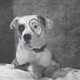 Pete the Dog