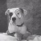 Voir les photos de Pete the Dog sur bdfci.info
