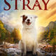 photo du film The Stray