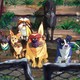 photo du film Nous, les chiens