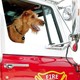 photo du film Rex, chien pompier