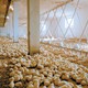photo du film We Feed the World - le marché de la faim