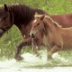 photo du film Le Poulain