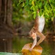 photo du film Au royaume des singes