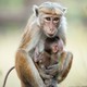 photo du film Au royaume des singes