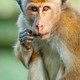 photo du film Au royaume des singes