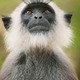 photo du film Au royaume des singes