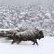 photo du film Les Saisons