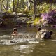 photo du film Le Livre de la jungle