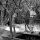 photo du film Strangler of the Swamp