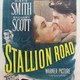 photo du film Stallion Road
