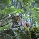 photo du film Lynx