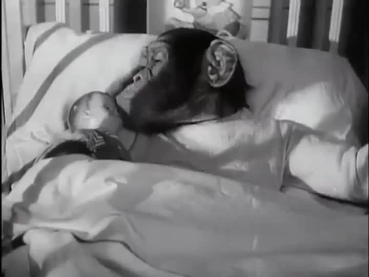 Un extrait du film  Les Aventures de Bonzo