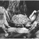 photo du film L'attaque des crabes géants
