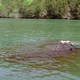 photo du film Piranhas