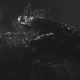 photo du film The Giant Gila Monster