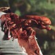 photo du film Aliens vs Predator : Requiem