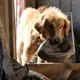 photo du film Mes vies de chien