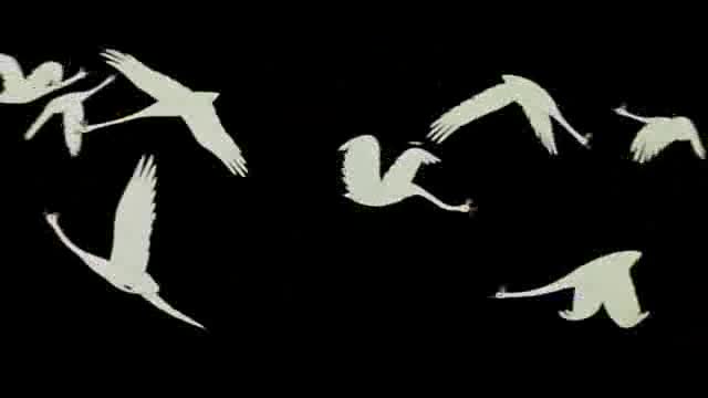 Extrait vidéo du film  Dikie lebedi