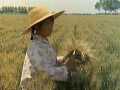 voir la fiche complète du film : Wuxing People s Commune